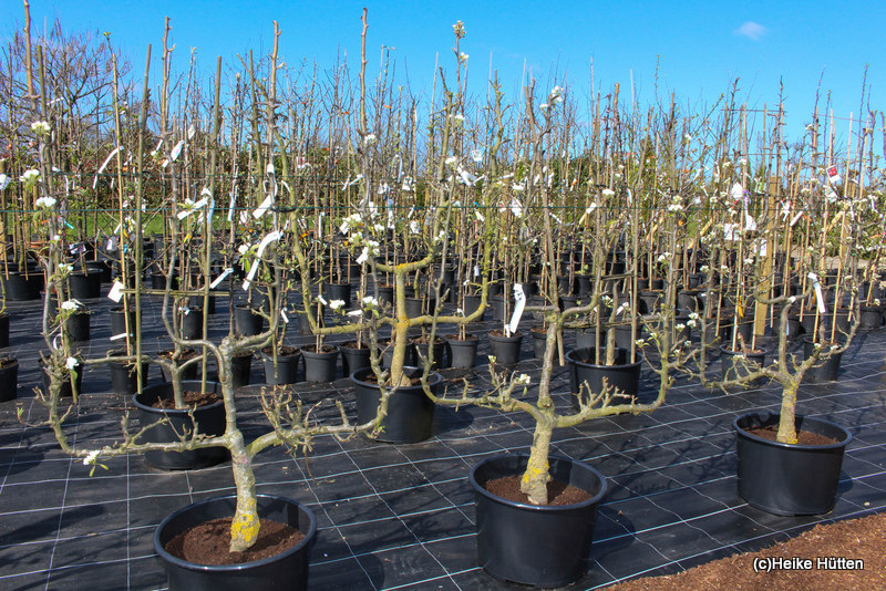 Plückebaum Gartenbau – Obstbaumformen, Wild-und Beerenobst für den